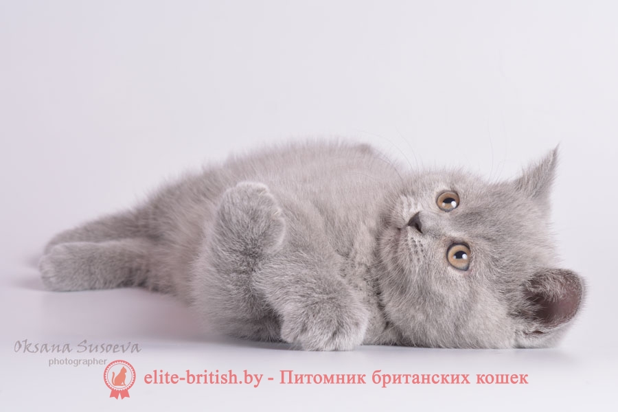 купить британского котенка в минске, купить в минске котенка британца, купить британского котенка, британские котята в гомеле купить, купить британского котенка в могилеве, купить британского котенка в витебске, купить британского котенка в бресте, купить кота британца в минске, купить британского котенка в гродно, купить британца в барановичах, купить британского котенка в бобруйске, купить британца в минске, британец купить, купить вислоухого британца, британский кот купить в минске, купить британского котенка в беларуси, купить британского котенка в барановичах, купить британского котенка в пинске, купить котенка британца, купить котенка британца в могилеве, британская кошка купить в минске, купить британского котенка в мозыре, британец вислоухий купить в минске, купить британского котенка в молодечно, купить британского котенка в полоцке, купить котенка британца в витебске, купить британца в минске недорого, купить британца в могилеве, купить британца в бресте, купить британского котенка в жлобине, купить кота британца, купить британского плюшевого котенка, купить британского котенка в новополоцке, купить кота британца в гомеле, купить котенка британца в гомеле, купить британского кота, купить британского котенка в орше, купить британца в витебске, вислоухий британец купить в гомеле, купить кота британца в бресте, купить британского короткошерстного котенка, купить британские котята шиншиллы, купить британца в гомеле, купить кота британца в могилеве, британский вислоухий котенок купить, купить британца в москве, британские кошки купить, британский вислоухий кот купить, купить котенка британца недорого, купить британскую короткошерстную кошку, британская вислоухая кошка купить, британские котята купить из питомника, британские котята серебристая шиншилла купить, купить короткошерстного британца, купить британца в смоленске, британская длинношерстная кошка купить, британские котята фото купить, купить котенка британской породы, купить британского котенка дешево, купить британского котенка в чернигове, купить британского котенка шоколадного окраса, купить британского котенка в смоленске, купить кота британца вислоухого, купить британца в гродно, купить котенка британец вислоухий, купить котика британца, рыжий британец купить, купить британца котенка цена, британская короткошерстная кошка купить минск, британский голубой котенок купить, купить голубого британского котенка, где можно купить британского котенка, британские и шотландские котята купить, британские котята вискас купить, британские котята окрас шиншилла купить, британский мраморный котенок купить, купить рыжего британского котенка, белые британские котята купить, купить британского белого котенка, купить британского котенка в москве, британские котята золотые шиншиллы купить, купить котенка британского вислоухого голубого, британские полосатые котята купить, купить котенка британца в питомнике, купить мраморного британца, купить шиншилла британец, черные британцы купить, черный британец купить, котята фото британцы купить, кремовый британец купить, котята британцы черные купить, купить котенка британца черного, белый британец купить, длинношерстные британцы купить, купить котенка британца в москве, британская кошка купить москва, кошки британские голубые купить, британские кошки шиншиллы купить, британский короткошерстный кот купить, купить кота британской породы, британский кот где купить, британский черный кот купить, британские вислоухие котята купить недорого, британский котенок где купить, британские котята лиловые купить, купить британского котенка цена, британские вислоухие котята фото купить, британские котята табби купить, купить британского котенка с родословной, где купить британского вислоухого котенка, купить британского котенка без документов, черные британские котята купить, черный британский котенок купить, британские котята черного окраса купить, британские котята окрас вискас купить, британские золотые котята купить, купить британского котенка в полтаве, британские котята голубого окраса купить, британского котенка купить иваново, купить британца недорого, купить британца в питомнике, купить недорого британца вислоухого, купить голубого британца, голубой британец купить, купить лилового британца, купить британца или шотландца, купить кошки британцы, купить кота породы британец, купить котенка британца вислоухого недорого, британец вискас купить, купить шоколадного котенка британца, шоколадные британцы купить, британец вислоухий рыжий купить, голубой британец котенок купить, купить котенка британца шотландца, купить котенка британца голубого, кошки породы британец купить, где купить британца, корм для британцев купить, хочу купить котенка британца, купить британца в белгороде, купить британца авито, британец полосатый купить, купить британца спб