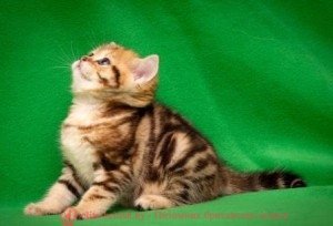 Самое модное имя коту Самое модное имя коту