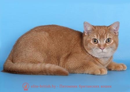 Цвет звёзд белые голубые Цвет звёзд белые голубые