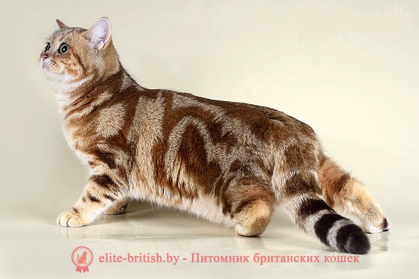 британские котята, британский кот, британская кошка, британец кот, британцы, котята британцы, британец порода кошки, коты породы британец, кошки британской породы, коты британской породы, британцы кошки, котенок британской породы, котики британцы, котята от британской кошки, котенки британцы, кошечки британцы, котята британского кота, британская кошка и кот, кошки котята британцы, британцы коты и кошки, британские котята видео, британские кошки видео, коты британцы видео, видео котята британцы, кошки британцы видео, кошка британская короткошерстная видео, британская порода кошек видео, британские коты видео смотреть, британцы видео, британские коты видео, продажа плюшевых британских котят, британские плюшевые котята цена, британец плюшевый, британский плюшевый кот, плюшевый британец фото, британские плюшевые котята фото, британская плюшевая кошка фото, британский плюшевый кот фото, британец плюшевый, британский плюшевый кот, кот британец плюшевый, британские кошки плюшевые, котята британские плюшевые голубые, когда британские котята становятся плюшевыми, плюшевые вислоухие британцы, голубой плюшевый британец, котята британцы вислоухие плюшевые, котята британцы плюшевые, британские плюшевые котята, британские котята, британский породистый кот, британские котята видео ютуб, британские котята фото, британская кошка фото, британский кот фото, британец кот фото, британцы котята фото, британская короткошерстная кошка фото, британский короткошерстный кот фото, кошки британцы фото, котята британские короткошерстные фото, фото котов британской породы, фото кошек порода британская, коты породы британец фото, коты британцы фото цены, котик британец фото, британец короткошерстный фото, котята британской породы фото, британские коты фотографии, фото британских кошек смотреть, фото британских котят и кошек, взрослые британские коты фото, британский гладкошерстный кот фото, британские котята маленькие фото, взрослые коты британцы фото, фото маленьких котят британцев, фотографии британских кошек, фото британских котов и кошек, британская гладкошерстная кошка фото, порода британец фото, порода кошек британец фото, фотографии котов британцев, фото котов британцев короткошерстных, порода кошек британская короткошерстная фото, смотреть фото британских котов, фотографии британских котят, британцы маленькие фото, смотреть фото британцев, фотографии британцев, смотреть фото котов британцев, котенок породы британец фото, домашние британские кошки, британская кошка домашняя, картинки британских котят, картинки британской кошки, картинки британских котов, картинки британцы, картинки котов британцев, картинки кошек британцев, картинки кошек породы британец, котята британцы картинки, короткошерстная британская кошка картинки, показать британских котят, британские гладкошерстные коты, британские гладкошерстные котята, британский гладкошерстный кот фото, британская гладкошерстная кошка, британская гладкошерстная кошка фото, британец гладкошерстный, британская короткошерстная кошка, британский короткошерстный кот, британская короткошерстная кошка фото, британский короткошерстный кот фото, британские короткошерстные котята, котята британские короткошерстные фото, короткошерстный британец, британец короткошерстный фото, котята короткошерстные британцы, кот британец короткошерстный, фото котов британцев короткошерстных, кошки британцы короткошерстные, короткошерстная британская кошка картинки, порода кошек британская короткошерстная фото, фото британских кошек смотреть, смотреть британских котов, смотреть британских котят, смотреть котят британцев, британская кошка смотреть, смотреть фото британских котов, смотреть фото британцев, смотреть фото котов британцев, фотки британцев