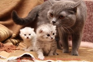 Как вырастают зубы у кошек Как вырастают зубы у кошек