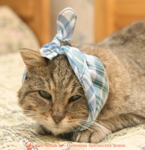 У кота болят зубы, удаление зубов у кошки, кот сломал, выбил зуб, у кота шатается зуб, кот с перевязанной мордой удаление зубов у кошек, коту удалили зубы, удалить зуб у кошки, удаление зуба у кота, кот сломал зуб, кот сломал зуб что делать, кошка сломала зуб, у кота сломался зуб, у кошки сломался зуб, у котенка сломался зуб, вырвать зуб коту, кошке вырвали зуб, кот выбил зуб, кошка выбила зуб, шатается зуб у кошки, у кота шатается зуб, проблемы с зубами у кошек, у кота проблемы с зубами, у кошки налет на зубах, у кота налет на зубах, воспаление зубов у кошек, черные зубы у кота, черный зуб у кота, у кота желтые зубы, желтые зубы у кошки, у кота желтеют зубы, у кота гниют зубы, у кошки гниет зуб, у кота гнилые зубы, у кошки болят зубы, у кота болят зубы, болезни зубов у кошек, заболевания зубов у кошек, больные зубы у кошек, болят ли зубы у кошек, у кота болят зубы симптомы, болят ли у котов зубы, у кошки болят зубы, симптомы, болезни зубов у кошек фото, болезни зубов у кошек, заболевания зубов у кошек, больные зубы у кошек, у кота кровоточат зубы, у кошки чешутся зубы, у котенка чешутся зубы, лечение зубов у котов, камни на зубах у кошек, у кота камни на зубах