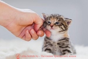 Котенок в новом доме котенок в доме, котенок в новом доме, новый котенок в доме, котенок первый день дома, пришел котенок в дом, котенок в доме первые дни, принесли котенка в дом, в доме появился котенок, маленький котенок в доме, котенок и ребенок в доме, адаптация котенка в новом доме, появление котенка в доме, маленький котенок в доме уход, поведение котенка в новом доме, переезд котенка в новый дом, первый раз котенок в доме, котенок первый день дома, котенок в доме первые дни, первый раз котенок в доме, котенок в квартире