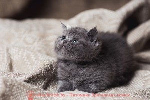 Британский голубой кот. Британец голубого окраса. Голубые британцы. Британская голубая кошка окраска британских кошек фото, окраски британских кошек, окраска британских котят, окраска британцев, окрасы британских кошек, окрас британцев, окрасы британцев с фото, кот британский окрас, окрасы британских кошек с фото, окрас британской породы кошек, каких окрасов бывают британские кошки, коты британцы фото окрасы, окрас британских котят фото, британские коты окрасы фото, кошки британцы окрасы, британские короткошерстные кошки окрасы, какие окрасы у британских кошек, котенок британский окрас, окрасы котов британцев, котята британцы окрас, кошки породы британец окрасы, название окрасов британских кошек, окрасы британцев таблица, редкие окрасы британцев, редкий окрас британских кошек, британские котята редких окрасов, цвета британских кошек фото, цвета британцы, цвета британских кошек, цвета британских котов, какого цвета британские кошки, какого цвета британские кошки бывают, британские котята цвет, какого цвета британские котята, британец расцветки, британские котята расцветки фото, расцветки британских кошек фото, расцветка британских кошек, британский кот расцветки, британские котята расцветки, британский кот рисунок, раскраска британских котят, раскраска британских кошек, какого окраса бывают британские котята, какие окрасы бывают у британцев, каких окрасов бывают британские кошки, какие окрасы бывают у британцев, какие окрасы у британских кошек, какого окраса бывают британские котята, какого цвета британские кошки, какого цвета британские кошки бывают, какого цвета британские котята, таблица окрасов, окрасы кошек таблица, таблица предполагаемых окрасов кошек, окрасы котят таблица, окрасы британских кошек таблица, окрасы кошек таблица с фото, окрасы британцев таблица, виды британцев, виды британской кошки, виды британских кошек фото, виды британских котов, разновидности британских кошек фото, разновидности британской породы кошек, разновидности британских кошек, разновидности британской породы кошек, разновидности британских кошек, британский кот разновидности, разновидность британских котят, разновидности британцев, какие бывают британские котята, британцы какие бывают, какие бывают британские кошки, британец голубой фото, голубые британцы фото, британский кошки голубой, британская голубая кошка, британская голубая кошка фото, британской голубой кошки фото, кот британский голубой, коты британские голубые, голубые британские котята фото, британский голубой котенок фото, британский голубой кот фото, фото британского голубого кота, окрас британских котят голубой фото, британские котята голубого окраса фото, британцы коты фото голубые, кот голубой британец фото, британский голубой котенок, британские голубые котята, британская вислоухая кошка фото голубая, британская голубая кошка фото цена, голубые британцы, голубой британец, британский голубой вислоухий кот, британский голубой вислоухий кот фото, британские голубые вислоухие коты фото, голубые британцы вислоухие, голубой вислоухий британец, британские коты голубого окраса фото, котенок британец голубой фото, котята голубые британцы фото, британский кот голубого окраса, голубой британец цена, голубые британцы цена, британец короткошерстный голубой, британские голубые кошки цена, кошка британская голубая характер, британская голубая короткошерстная кошка фото, британский голубой котенок цена, британские голубые котята цена, голубые вислоухие британские котята фото, коты голубые британцы, кот британец голубой, британец голубого окраса, голубой окрас британцев, британцы с голубыми глазами фото, кот британец голубой цена, британская кошка голубого окраса, голубой окрас британских кошек, британский голубой короткошерстный кот, голубые британские коты цена, британский голубой кот цена, британский голубой котенок купить, купить голубого британского котенка, британские котята голубой окрас, британский котенок голубого окраса, британский вислоухий голубой котенок, британские вислоухие голубые котята, британские котята короткошерстные голубые, как назвать британского голубого котенка, купить котенка британского вислоухого голубого, британец с голубыми глазами, британец голубой мрамор, вислоухие голубые британцы фото, кошки голубой британец фото, голубой вислоухий британец фото, сколько стоит голубой британец, фото кошек голубых британцев, голубой биколор британец, кошка британская голубая вислоухая, британская голубая кошка питомник, кошки британские голубые купить, британская короткошерстная голубая кошка, британская голубая кошка уход, порода кошек голубая британская, порода кошек британский голубой, британская кошка голубого окраса фото, как назвать голубую британскую кошку, британский с голубыми глазами кот, британские котята с голубыми глазами, британские голубые котята питомник, котята британские плюшевые голубые, британские серо голубые котята, британские котята голубого окраса купить, котята голубого британца, котенок голубой британец, купить голубого британца, голубой британец купить, голубой британец котенок купить, купить котенка британца голубого, британцы голубого окраса фото, серо голубой британец, голубой плюшевый британец, порода кошек британец голубой, как назвать серого британца, серый британец фото, британские котята серые фото, серый британский кот фото, британский серый котенок, британец серый, котенок серый британец, британец вислоухий серый фото, серый британский кот, серые британцы коты, британцы серые вислоухие, британец серый кот фото, британские котята, британский кот, британская кошка, британец кот, британцы, котята британцы, британец порода кошки, коты породы британец, кошки британской породы, коты британской породы, британцы кошки, котенок британской породы, котики британцы, котята от британской кошки, котенки британцы, кошечки британцы, котята британского кота, британская кошка и кот, кошки котята британцы, британцы коты и кошки, британский породистый кот, британские котята фото, британская кошка фото, британский кот фото, британец кот фото, британцы котята фото, британцы фото, британская короткошерстная кошка фото, британский короткошерстный кот фото, кошки британцы фото, котята британские короткошерстные фото, фото котов британской породы, фото кошек порода британская, коты породы британец фото, коты британцы фото цены, котик британец фото, британец короткошерстный фото, котята британской породы фото, британские коты фотографии, фото британских кошек смотреть, фото британских котят и кошек, взрослые британские коты фото, британский гладкошерстный кот фото, британские котята маленькие фото, взрослые коты британцы фото, фото маленьких котят британцев, фотографии британских кошек, фото британских котов и кошек, британская гладкошерстная кошка фото, порода британец фото, порода кошек британец фото, фотографии котов британцев, фото котов британцев короткошерстных, порода кошек британская короткошерстная фото, смотреть фото британских котов, фотографии британских котят, британцы маленькие фото, смотреть фото британцев, фотографии британцев, смотреть фото котов британцев, котенок породы британец фото, домашние британские кошки, британская кошка домашняя, продажа плюшевых британских котят, британские плюшевые котята цена, британец плюшевый, британский плюшевый кот, плюшевый британец фото, британские плюшевые котята фото, британская плюшевая кошка фото, британский плюшевый кот фото, британец плюшевый, британский плюшевый кот, кот британец плюшевый, британские кошки плюшевые, котята британские плюшевые голубые, когда британские котята становятся плюшевыми, плюшевые вислоухие британцы, голубой плюшевый британец, котята британцы вислоухие плюшевые, котята британцы плюшевые, британские плюшевые котята, британские котята медвежьего типа, британские котята фото, британская кошка фото, британский кот фото, британец кот фото, британцы котята фото, британцы фото, британская короткошерстная кошка фото, британский короткошерстный кот фото, кошки британцы фото, котята британские короткошерстные фото, фото котов британской породы, фото кошек порода британская, коты породы британец фото, коты британцы фото цены, котик британец фото, британец короткошерстный фото, котята британской породы фото, британские коты фотографии, фото британских кошек смотреть, фото британских котят и кошек, взрослые британские коты фото, британский гладкошерстный кот фото, британские котята маленькие фото, взрослые коты британцы фото, фото маленьких котят британцев, фотографии британских кошек, фото британских котов и кошек, британская гладкошерстная кошка фото, порода британец фото, порода кошек британец фото, фотографии котов британцев, фото котов британцев короткошерстных, порода кошек британская короткошерстная фото, смотреть фото британских котов, фотографии британских котят, британцы маленькие фото, смотреть фото британцев, фотографии британцев, смотреть фото котов британцев, котенок породы британец фото, показать британских котят, картинки британских котят, картинки британской кошки, картинки британских котов, картинки британцы, картинки котов британцев, картинки кошек породы британец, картинки кошек британцев, картинки кошек породы британец, котята британцы картинки, короткошерстная британская кошка картинки, британские гладкошерстные коты, британские гладкошерстные котята, британский гладкошерстный кот фото, британская гладкошерстная кошка, британская гладкошерстная кошка фото, британец гладкошерстный, британская короткошерстная кошка, британский короткошерстный кот, британская короткошерстная кошка фото, британский короткошерстный кот фото, британские короткошерстные котята, котята британские короткошерстные фото, короткошерстный британец, британец короткошерстный фото, котята короткошерстные британцы, кот британец короткошерстный, фото котов британцев короткошерстных, кошки британцы короткошерстные, короткошерстная британская кошка картинки, порода кошек британская короткошерстная фото, фото британских кошек смотреть, смотреть британских котов, смотреть британских котят, смотреть котят британцев, британская кошка смотреть, смотреть фото британских котов, смотреть фото британцев, смотреть фото котов британцев, британцы смотреть, фотки британских кошек, фотки британцев, как выглядит британский кот, как выглядит британская кошка, как выглядит британский котенок, как выглядят британцы, как выглядят коты британцы, как выглядят британцы котята, как выглядит британская кошка фото, чистокровный британец фото, британцы чистокровные, чистокровный британский котенок, чистокровные британские котята купить, чистокровный британский кот, чистый британец, настоящие британские котята, породистые британские кошки, породистые британские котята, британский породистый кот, окраска британских кошек фото, окраски британских кошек, окраска британских котят, окраска британцев, окрасы британских кошек, окрас британцев, британские коты окрасы фото, кот британский окрас, окрасы британцев с фото, окрас британской породы кошек, окрасы британских кошек с фото, каких окрасов бывают британские кошки, окрас британских котят фото, коты британцы фото окрасы, кошки британцы окрасы, котенок британский окрас, британские короткошерстные кошки окрасы, окрасы котов британцев, котята британцы окрас, какие окрасы у британских кошек, кошки породы британец окрасы, название окрасов британских кошек, цвета британских кошек фото, цвета британцы, цвета британских кошек, цвета британских котов, какого цвета британские кошки, какого цвета британские кошки бывают, британские котята цвет, какого цвета британские котята, британец расцветки, британские котята, расцветки фото, расцветки британских кошек фото, расцветка британских кошек, британский кот расцветки, британские котята расцветки, британский кот рисунок, раскраска британских котят, раскраска британских кошек, какого окраса бывают британские котята, какие окрасы бывают у британцев, каких окрасов бывают британские кошки, какие окрасы бывают у британцев, какие окрасы у британских кошек, какого окраса бывают британские котята, какого цвета британские кошки, какого цвета британские кошки бывают, какого цвета британские котята, виды британцев, виды британской кошки, виды британских кошек фото, виды британских котов, разновидности британских кошек фото, разновидности британской породы кошек, разновидности британских кошек, разновидности британской породы кошек, разновидности британских кошек, британский кот разновидности, разновидность британских котят, разновидности британцев, какие бывают британские котята, британцы какие бывают, какие бывают британские кошки