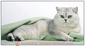 Британец серебристая шиншилла, фото (британский кот затушеванный) золотой британский кот, золотые британцы фото, золотой британец, британская кошка золотая шиншилла, британский кот шиншилла золотая, золотой тикированный британец, британец золотая шиншилла, британец золотистый, котята британские окрас золотая шиншилла, британская кошка золотая шиншилла фото, британец окрас золотая шиншилла фото, британский золотой котенок, британская золотая кошка, британские котята золотая шиншилла, британский золотистый кот, кот золотой британец, британцы окрас золотой, британцы окрас золотая шиншилла, котята британцы золотая шиншилла, золотистые британские котята, британские котята золотого окраса, британцы золотая шиншилла фото, золотой окрас британских кошек, британцы золотого окраса, британские котята золотого окраса, британец окрас золотая шиншилла, британские котята окраса золотая шиншилла, питомник британских кошек золотых окрасов, британец окрас золотая шиншилла фото, британский кот серебристый, серебристый британец фото, серебристые британцы, британские серебристые котята, затушеванный британец, серебристый затушеванный британец, кошки британские серебристые, британская короткошерстная окраса серебро, британцы серебристая шиншилла, котята британские серебристые шиншиллы, британский кот серебристая шиншилла, британские кошки серебристая шиншилла, британская окрас серебристая шиншилла, британский кот серебристый, серебристый британец фото, серебристые британцы, британские серебристые котята, затушеванный британец, серебристый затушеванный британец, кошки британские серебристые, британская короткошерстная окраса серебро