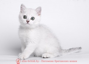 Затушеванный окрас британских кошек. Затушеванные британские кошки, коты, котята. Фото серебристых британцев. британский кот серебристый, серебристый британец фото, серебристые британцы, британские серебристые котята, затушеванный британец, серебристый затушеванный британец, кошки британские серебристые, британская короткошерстная окраса серебро, британцы серебристая шиншилла, котята британские серебристые шиншиллы, британский кот серебристая шиншилла, британские кошки серебристая шиншилла, британская окрас серебристая шиншилла
