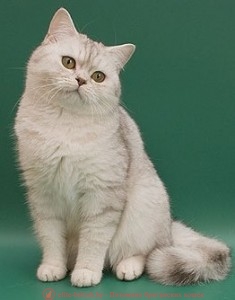 Затушеванный окрас британских кошек. Затушеванные британские кошки, коты, котята. Фото серебристых британцев. британский кот серебристый, серебристый британец фото, серебристые британцы, британские серебристые котята, затушеванный британец, серебристый затушеванный британец, кошки британские серебристые, британская короткошерстная окраса серебро, британцы серебристая шиншилла, котята британские серебристые шиншиллы, британский кот серебристая шиншилла, британские кошки серебристая шиншилла, британская окрас серебристая шиншилла