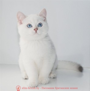 Завуалированный серебристый колор-пойнт британец: фото британский кот блю поинт, британец колор поинт, британская кошка поинт колор, ританский кот поинт, британские котята поинт, британские котята блю поинт, британские котята колор поинт, блю поинт британец, британцы лилак поинт, британец поинт, британские котята сил поинт, британские кошки блю поинт, британские котята окраса блю поинт, британец блю поинт фото, британец колор поинт фото, британская кошка колор поинт фото, блю пойнт британские кошки, британские кошки колор пойнт, блю пойнт британские котята, блю пойнт британцы, колор пойнт британец, кот британский колор пойнт, британские котята колор пойнт, золотой британский кот, золотые британцы фото, золотой британец, британская кошка золотая шиншилла, британский кот шиншилла золотая, золотой тикированный британец, британец золотая шиншилла, британец золотистый, котята британские окрас золотая шиншилла, британская кошка золотая шиншилла фото, британец окрас золотая шиншилла фото, британский золотой котенок, британская золотая кошка, британские котята золотая шиншилла, британский золотистый кот, кот золотой британец, британцы окрас золотой, британцы окрас золотая шиншилла, котята британцы золотая шиншилла, золотистые британские котята, британские котята золотого окраса, британцы золотая шиншилла фото, золотой окрас британских кошек, британцы золотого окраса, британские котята золотого окраса, британец окрас золотая шиншилла, британские котята окраса золотая шиншилла, питомник британских кошек золотых окрасов, британец окрас золотая шиншилла фото