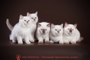 Британкие котята колор-пойнт: фото британский кот блю поинт, британец колор поинт, британская кошка поинт колор, ританский кот поинт, британские котята поинт, британские котята блю поинт, ританские котята колор поинт, блю поинт британец, британцы лилак поинт, британец поинт, британские котята сил поинт, британские кошки блю поинт, британские котята окраса блю поинт, британец блю поинт фото, британец колор поинт фото, британская кошка колор поинт фото, блю пойнт британские кошки, британские кошки колор пойнт, блю пойнт британские котята, блю пойнт британцы, колор пойнт британец, кот британский колор пойнт, британские котята колор пойнт