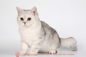 Чёрная черепаховая серебристая затушёванная британская кошка (Black silver tortie shaded BRI fs 11) британские котята черепахового окраса фото, черепаховый окрас британской кошки фото, черепаховый британец, британская черепаховая кошка фото, британцы черепахового окраса фото, кошки британские черепахового окраса, черепаховый британский кот, британские коты черепахового окраса, британская черепаховая кошка, британские черепаховые котята, британские котята черепахового окраса, британцы черепаховый окрас, черепаховые британцы фото, британские кошки черепахового окраса, британцы черепахового окраса, британская кошка черепаховый окрас фото, котята британские черепаховый окрас, британец черепахового окраса фото, британские котята черепахового окраса фото, британская кошка черепаший окрас, британский кот черепахового окраса , британский кот серебристый, серебристый британец фото, серебристые британцы, британские серебристые котята, затушеванный британец, серебристый затушеванный британец, кошки британские серебристые, британская короткошерстная окраса серебро