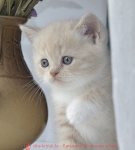 котята гладкошерстные фото онлайн