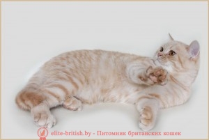 красная серебристо пятнистая, британские котята табби, британские кошки табби, короткошерстная британская кошка серебристый табби, табби британец, британцы серебристый табби, британские коты табби, британские котята браун табби, британец табби тигровый, британская короткошерстная кошка табби, британская кошка серебристый табби, окрасы британских кошек табби, британские котята окраса табби, британец окрас табби, фото британских котят табби, британские коты табби фото, табби британец фото, британская кошка табби фото, британская кошка окрас табби фото, британцы окраса вискас, британцы вискас фото, котенок британец вискас, британец вискасного окраса, британская кошка вискас, окрас вискас британских кошек, британская кошка фото вискас, британская кошка окрас вискас фото, британские котята вискас купить, британские котята цвета вискас, вислоухий британец вискас, британец окрас вискас фото, британский кот вискас, британский котенок вискас, британские котята окрас вискас купить, британец вискас купить, британец кот вискас, вискасный британец, коты британцы вискас фото, британцы цвета вискас, британский кот серебристый, серебристый британец фото, серебристые британцы, британские серебристые котята, британская пятнистая кошка, кот британский пятнистый