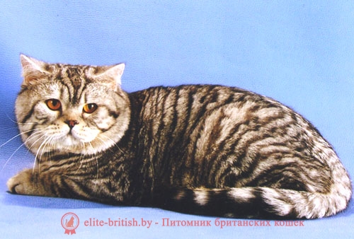 полосатый британец кот фото онлайн полосатый британец кот фото