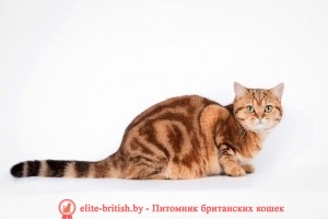 британцы окраса вискас, британцы вискас фото, котенок британец вискас, британец вискасного окраса, британская кошка вискас, окрас вискас британских кошек, британская кошка фото вискас, британская кошка окрас вискас фото, британские котята вискас купить, британские котята цвета вискас, вислоухий британец вискас, британец окрас вискас фото, британский кот вискас, британский котенок вискас, британские котята окрас вискас купить, британец вискас купить, британец кот вискас, вискасный британец, коты британцы вискас фото, британцы цвета вискас, британские котята табби, британские кошки табби, короткошерстная британская кошка серебристый табби, табби британец, британцы серебристый табби, британские коты табби, британские котята браун табби, британец табби тигровый, британская короткошерстная кошка табби, британская кошка серебристый табби, окрасы британских кошек табби, британские котята окраса табби, британец окрас табби, фото британских котят табби, британские коты табби фото, табби британец фото, британская кошка табби фото, британская кошка окрас табби фото, британский кот серебристый, серебристый британец фото, серебристые британцы, британские серебристые котята, затушеванный британец, серебристый затушеванный британец, кошки британские серебристые, британская короткошерстная окраса серебро, британская полосатая короткошерстная кошка, британский котенок полосатый, полосатые британцы, британские полосатые кошки, полосатые британские коты, полосатые британцы котята, британец кот полосатый, кошки британцы полосатые, британский полосатый кот фото, британские полосатые котята фото, котята британцы фото полосатые, полосатые британцы фото, фото британцев котов полосатых, тигровая британская кошка, британец тигровый, британец табби тигровый, тигровый британский котенок, ританский котенок тигрового окраса, британская тигровая кошка фото, тигровые британские котята фото,британская пятнистая кошка, кот британский пятнистый, британский кот мраморный, мраморный британец, мраморный окрас британских котят, британский кот мраморного окраса, мраморный окрас британской кошки, британец мраморного окраса, котята британцы мраморный окрас, мраморный окрас британских котят, серебристый мраморный британец, британская мраморная кошка характер, британский кот мраморного окраса, британец голубой мрамор, британец черный мрамор на серебре, красный мраморный британец, британская мраморная кошка, мраморный окрас британской кошки, британские кошки черный мрамор, мраморная британская короткошерстная кошка, британские кошки мрамор на серебре, британский кот черный мрамор, британский кот мрамор на серебре, британский мраморный котенок, британские котята мрамор, британские котята мрамор на серебре, британский котенок черный мрамор, британец мрамор, британец мрамор на серебре, британец мраморный кот, британец мраморного окраса, черный мраморный британец, черный мрамор британцы, мраморный вислоухий британец, котята британцы мраморный окрас, мраморные британцы котята, британские котята мраморного окраса фото, мраморный британец фото, мраморная британская кошка фото, британские кошки мраморного окраса фото, британские коты мраморные фото, британские котята фото мраморные, британцы мрамор на серебре фото, кот британец фото мраморный, британцы мраморный окрас фото
