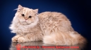 Британская длинношерстная кошка: фото породы британская длинношерстная кошка фото, британская длинношерстная кошка фото, британская длинношерстная кошка, длинношерстные британцы фото, британские длинношерстные котята, британский длинношерстный кот, британские длинношерстные коты фото, длинношерстный британец, ританская длинношерстная кошка цена, британская длинношерстная кошка купить, британская длинношерстная кошка характер, куплю британского длинношерстного котенка, британский котенок длинношерстный фото, кот британец длинношерстный фото, породы кошек британская длинношерстная, британская длинношерстная кошка окрасы, британская вислоухая длинношерстная кошка фото, порода кошек британская длинношерстная фото, британец длинношерстный цена, длинношерстные британцы купить, британцы длинношерстные уход, британские длинношерстные кошки уход, британские кошки вислоухие длинношерстные, британская длинношерстная кошка черная, кот британец длинношерстный, котята британцы длинношерстные,