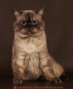 Британский кот шоколадный дымчатый пойнт (BRI bs 33 СHOCOLADE SMOKE POINT) CREAT GEROY. Вязка. Минск.