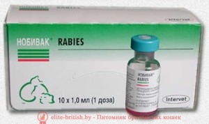 Вакцина Нобивак от бешенства Прививки кошкам и котятам