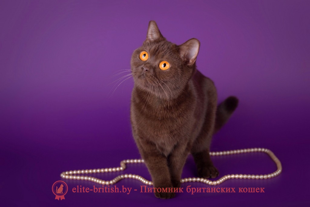 Британская кошка Celty Elite British шоколадного окраса питомника Elite British