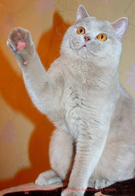 Когда можно вязать кошку британец Когда можно вязать кошку британец