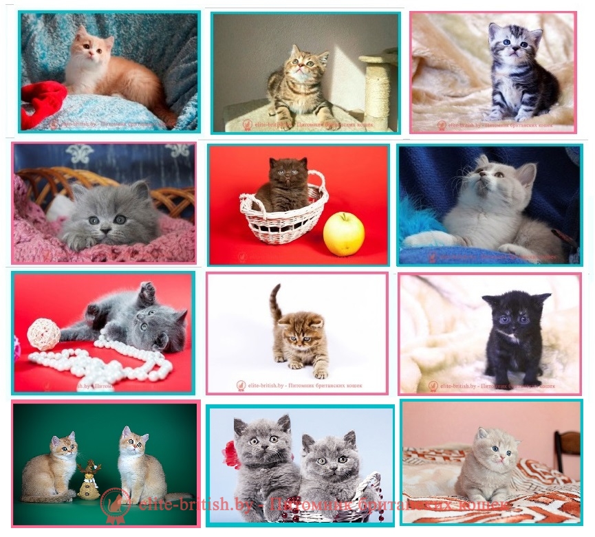 Молочные зубы у кошек: когда у котят появляются зубы