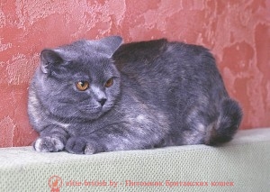 Британская кошка Afrodita Pruss (BRI g)