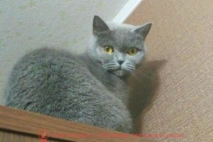 Британская кошка Эсси голубого окраса