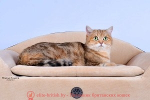 Британская кошка золотого мраморного окраса Ornella Olimpia Marble (BRI ny 22 64