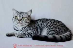 Британская кошка Ulya IrabellBY