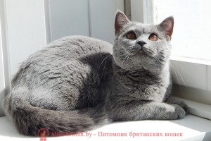 Британская кошка голубого окраса LA MURR*CAT`S NEYDLIN