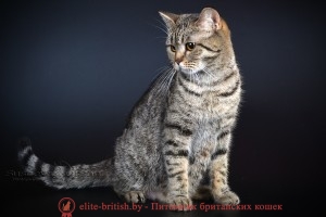 Британская кошка IC. Penny Bonita Prus (BRI n 24 )