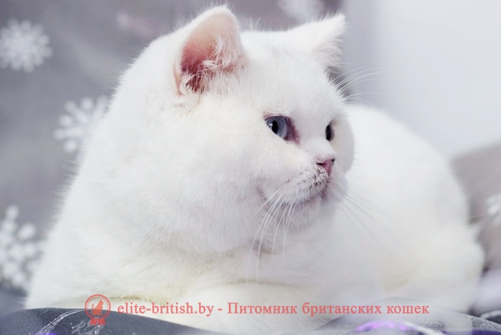  купить британского белого котенка, британец белого окраса, британские котята белого окраса, белые британцы, белый британец, белые британские коты фото, британский белый кот фото, белые британские котята фото, британский котенок белый фото, белый британец фото, белые британцы фото, британские коты белые, белый британский кот, британские котята белые, британский белый котенок, коты белые британцы, белый британец кот, вислоухий британец белый фото, вислоухие белые британцы фото, белый британский вислоухий кот, белые британские котята купить, белый вислоухий британец, черно белые британцы, черно белый британец, белый британец купить, черно белый британский кот, британец белый цена, британец котенок белый, белые британцы котята, белые британцы цена, кот британец черно белый, кот британец фото белый
