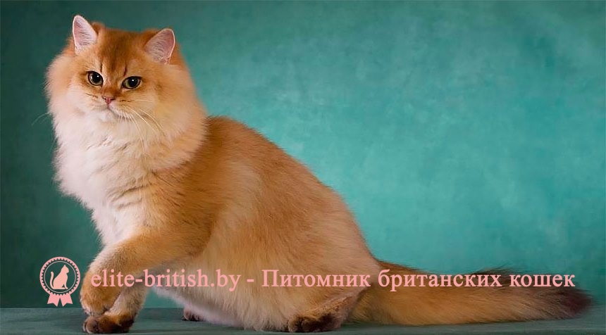 хайлендер коты фото онлайн хайлендер коты фото