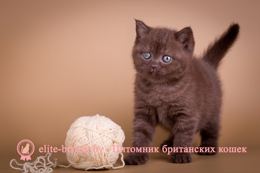 Как сделать для котенка туалету 7 Как сделать для котенка туалету 9