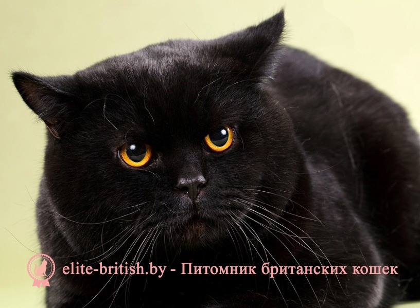 фото котёнок британец чёрный
