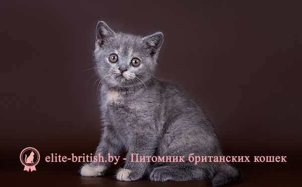 Домик для кошки и котята своими руками Домик для кошки и котята своими руками