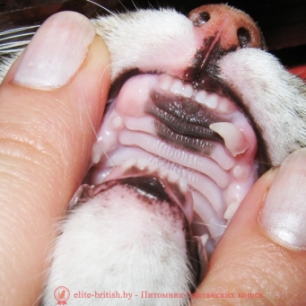 зубы бенгальской кошки