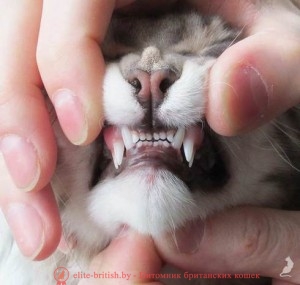 молочные зубы у кошек, молочные зубы у котят, у котов есть молочные зубы, когда режутся зубы у котят, когда у котят появляются зубы, как растут зубы у котят, какие зубы меняются у кошек, у кошек растут зубы, передние зубы у кошек, режутся зубы у кота, когда у котят прорезаются зубы, у кошек бывают молочные зубы, у кошки режутся зубы, когда у котят вырастают зубы, прорезывание зубов у котят, вырастают ли зубы у кошек, у котов бывают молочные зубы, котята рождаются с зубами, зубы котенка фото, vjkjxyst pe,s e rjitr, vjkjxyst pe,s e rjnzn, e rjnjd tcnm vjkjxyst pe,s, rjulf ht;encz pe,s e rjnzn, pe,s rjntyrf ajnj