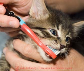 как чистить зубы коту, как чистить зубы кошкам, как почистить зубы коту, как кошке почистить зубы, как чистить зубы котенку, чистка зубов коту, как почистить зубы котенку, чистка зубов у кошек, уход за зубами кошек, как ухаживать за зубами кошки, чистят ли котам зубы, чистят ли кошкам зубы, можно ли чистить зубы коту, нужно ли чистить зубы кошкам, можно ли кошкам чистить зубы, надо ли кошкам чистить зубы, ультразвуковая чистка зубов у кошек, как чистить зубы кошке видео