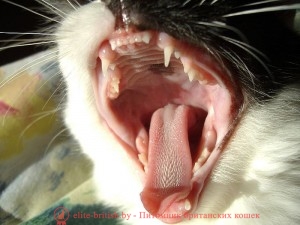 сколько зубов у кошки, колько у котят зубов, сколько зубов у кота, сколько зубов у взрослой кошки, сколько зубов у кошки фото, количество зубов у кошки, расположение зубов у кошек, зубы у кошки схема, строение зубов у кошек, зубы у кошек, зубы у котов, зубы у котят, молочные зубы у кошек, молочные зубы у котят, какие зубы у кошки, зубы у кошек фото, зубы кота фото, зубы котенка фото, зубы у домашних кошек, у кошек растут зубы, зубы у британских кошек