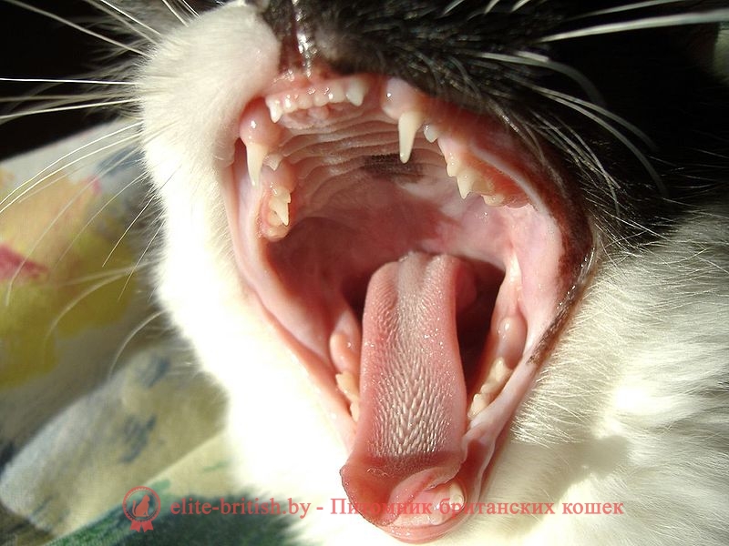 Строение зубов у кошек