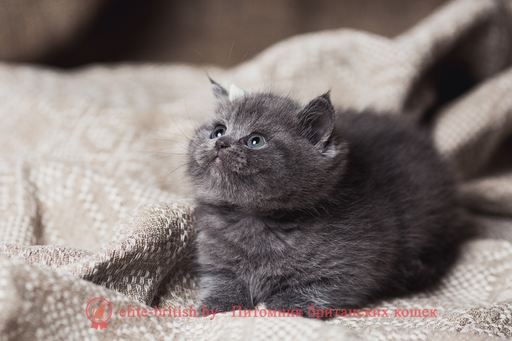 Какие котята рождаются у вислоухих шотландских кошек фото