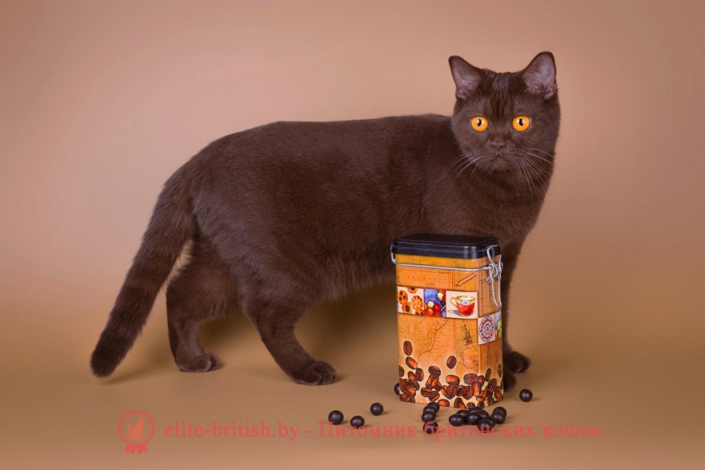 Шоколадный окрас британских кошек. Фото британских кошек, котов, котят ...