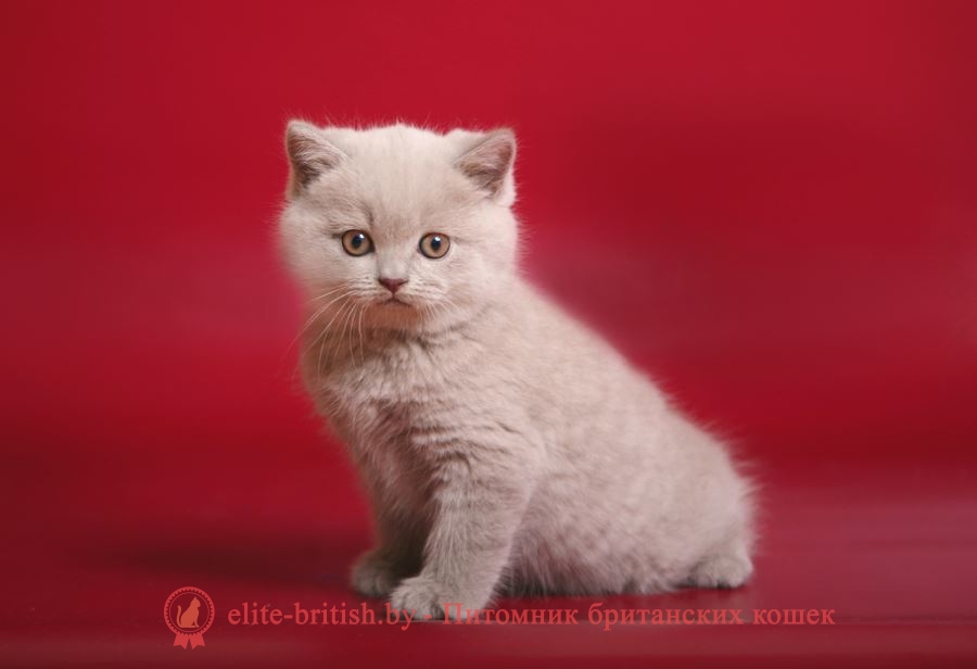 лиловый британец, фото лиловых британцев, британец лиловый фото, британский лиловый котенок, фото лиловых британских котят, британские котята фото лиловые, британские коты лилового окраса фото, британская кошка фото лиловая, фото лиловой британской кошки, британские котята лилового окраса фото, лиловая британская кошка, британские котята лилового окраса, британский лиловый кот фото, лиловый британский кот, лиловый окрас британских кошек фото, кот британец лиловый фото, британец лилового цвета, лиловый окрас британских кошек, британцы лилового окраса, британец лилового окраса фото, лиловый цвет британских кошек, британские котята лилового цвета, лиловый цвет британских кошек, британские котята лилового цвета, британская короткошерстная кошка лиловая, котята британцы лиловые фото, лиловые британцы котята, британцы коты лиловые, британский кот лилового окраса, британская кошка лилового окраса фото, британские котята лилового окраса фото, британцы лилового окраса фото, британский кот лилового окраса фото