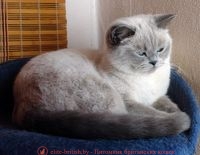 Британский кот блю поинт: фото окраса британский кот блю поинт, британец колор поинт, британская кошка поинт колор, ританский кот поинт, британские котята поинт, британские котята блю поинт, ританские котята колор поинт, блю поинт британец, британцы лилак поинт, британец поинт, британские котята сил поинт, британские кошки блю поинт, британские котята окраса блю поинт, британец блю поинт фото, британец колор поинт фото, британская кошка колор поинт фото, блю пойнт британские кошки, британские кошки колор пойнт, блю пойнт британские котята, блю пойнт британцы, колор пойнт британец, кот британский колор пойнт, британские котята колор пойнт