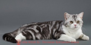британские котята биколор фото, кот британский биколор, биколор британская кошка, британский котенок биколор, голубой биколор британец, британцы биколор фото, биколор британец, британец ван, британец арлекин, британец миттед, черно белый британский кот, кот британец черно белый, черно белые британцы. черно белый британец