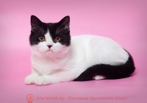 чёрный ван, британские котята биколор фото, кот британский биколор, биколор британская кошка, британский котенок биколор, голубой биколор британец, британцы биколор фото, биколор британец, британец ван, британец арлекин, британец миттед, черно белый британский кот, кот британец черно белый, черно белые британцы. черно белый британец