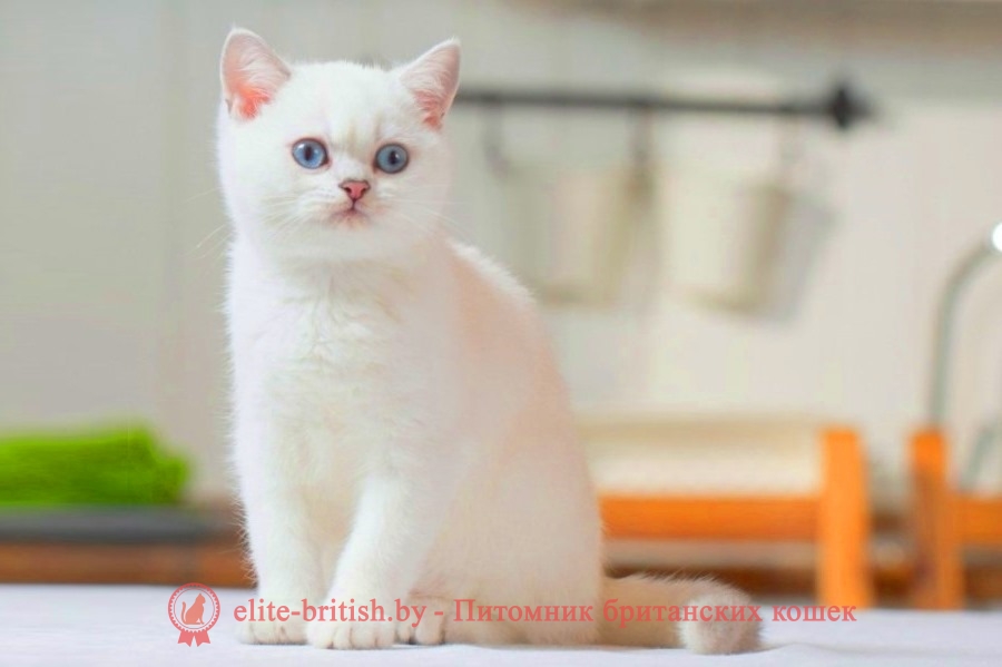 Британская кошка фото признак породы thumbnail