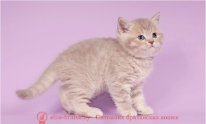 Породы кошек с фото британских пятнистых