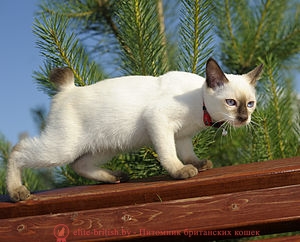 300px-Mekong_bobtail_chocolite_point,_Cofein_Pride_cattery