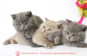 британские котята, британский кот, британская кошка, британец кот, британцы, котята британцы, британец порода кошки, коты породы британец, кошки британской породы, коты британской породы, британцы кошки, котенок британской породы, котики британцы, котята от британской кошки, котенки британцы, кошечки британцы, котята британского кота, британская кошка и кот, кошки котята британцы, британцы коты и кошки, британские котята видео, британские кошки видео, коты британцы видео, видео котята британцы, кошки британцы видео, кошка британская короткошерстная видео, британская порода кошек видео, британские коты видео смотреть, британцы видео, британские коты видео, продажа плюшевых британских котят, британские плюшевые котята цена, британец плюшевый, британский плюшевый кот, плюшевый британец фото, британские плюшевые котята фото, британская плюшевая кошка фото, британский плюшевый кот фото, британец плюшевый, британский плюшевый кот, кот британец плюшевый, британские кошки плюшевые, котята британские плюшевые голубые, когда британские котята становятся плюшевыми, плюшевые вислоухие британцы, голубой плюшевый британец, котята британцы вислоухие плюшевые, котята британцы плюшевые, британские плюшевые котята, британские котята, британский породистый кот, британские котята видео ютуб, британские котята фото, британская кошка фото, британский кот фото, британец кот фото, британцы котята фото, британская короткошерстная кошка фото, британский короткошерстный кот фото, кошки британцы фото, котята британские короткошерстные фото, фото котов британской породы, фото кошек порода британская, коты породы британец фото, коты британцы фото цены, котик британец фото, британец короткошерстный фото, котята британской породы фото, британские коты фотографии, фото британских кошек смотреть, фото британских котят и кошек, взрослые британские коты фото, британский гладкошерстный кот фото, британские котята маленькие фото, взрослые коты британцы фото, фото маленьких котят британцев, фотографии британских кошек, фото британских котов и кошек, британская гладкошерстная кошка фото, порода британец фото, порода кошек британец фото, фотографии котов британцев, фото котов британцев короткошерстных, порода кошек британская короткошерстная фото, смотреть фото британских котов, фотографии британских котят, британцы маленькие фото, смотреть фото британцев, фотог
рафии британцев, смотреть фото котов британцев, котенок породы британец фото, домашние британские кошки, британская кошка домашняя, картинки британских котят, картинки британской кошки, картинки британских котов, картинки британцы, картинки котов британцев, картинки кошек британцев, картинки кошек породы британец, котята британцы картинки, короткошерстная британская кошка картинки, показать британских котят, британские гладкошерстные коты, британские гладкошерстные котята, британский гладкошерстный кот фото, британская гладкошерстная кошка, британская гладкошерстная кошка фото, британец гладкошерстный, британская короткошерстная кошка, британский короткошерстный кот, британская короткошерстная кошка фото, британский короткошерстный кот фото, британские короткошерстные котята, котята британские короткошерстные фото, короткошерстный британец, британец короткошерстный фото, котята короткошерстные британцы, кот британец короткошерстный, фото котов британцев короткошерстных, кошки британцы короткошерстные, короткошерстная британская кошка картинки, порода кошек британская короткошерстная фото, фото британских кошек смотреть, смотреть британских котов, смотреть британских котят, смотреть котят британцев, британская кошка смотреть, смотреть фото британских котов, смотреть фото британцев, смотреть фото котов британцев, фотки британцев